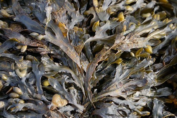 Is Seaweed Vegan: Is It Considered Vegan?