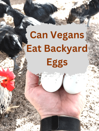 Can Vegans Eat Backyard Eggs
